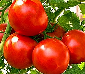 Karazana voatabiha tsara ho an'ny mpandray anjara - tomaten "Metelitsa", famaritana, mari-pamantarana, sary