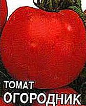 Negutegietan hazteko tomate mota bikaina Ogorodnik tomateen argazkia eta deskribapena da