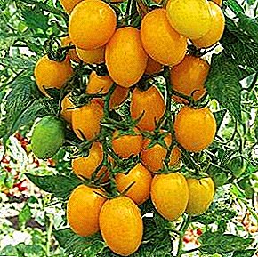 شروع کرنے والے باغوں کے لئے ٹماٹر کی ایک عمدہ پھلکی قسم "ہنی پیاری" ہے.