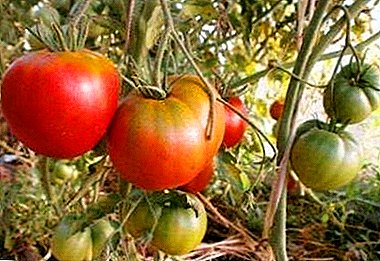 Pilihan gede pikeun tukang kebon novice - macem tomat "Cosmonaut Volkov"