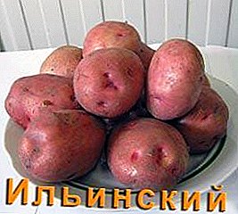 Gustu bikaina eta errendimendu handia - patata "Ilinsky": barietatea, ezaugarriak, argazkiak deskribatzea