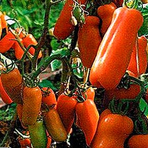 "Zhigalo" tomatea betetzeko ezin hobea: barietatea eta argazkia deskribatzeko