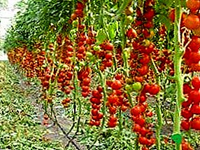 Pasynovka tomatoj en la forcejo: la skemo, la formado de arbusto, tempo, trajtoj, fotoj
