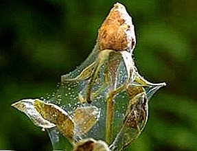 Spider mite: perawatan roses, apel, mariyuana lan tetanduran liyane