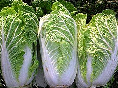 Beijing cabbage: ang komposisyon sa produkto, ang mga benepisyo ug kadaot, mga resipe