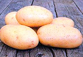 Promising Dutch potatoes Taisiya: ລາຍລະອຽດພັນ, ລັກສະນະ, ຮູບພາບ