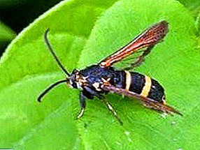 Diferan kalite sawflies: diferans ak mezi kontwòl ensèk nuizib