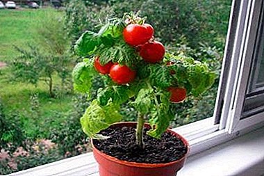 Pros a Verglach vun wäisser Tomaten a Poten. D'Essenz vun der Method a Beschreiwung