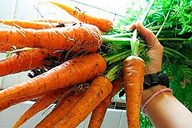 Зошто морков може да излезе мал? Како да се зголеми голем и слатки зеленчук, кои сорти се подобри?
