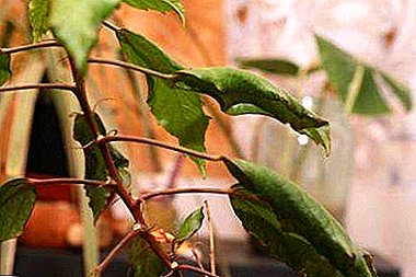 Firwat hibiskus riicht blesséiert an wéi spuert d'Planz?