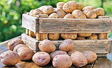 E Cadea vu Züchter - Kartoffel "Märchebuch": Beschreiwung vun der Varietéit, Charakteristiken, Fotoen