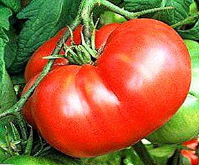 Ganjaran saka Kelompok Siberian - macem-macem unpretentious tomat "Hospitable", deskripsi, specifications, tips