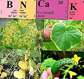 ចិញ្ចឹម cucumbers នៅក្នុងផ្ទះកញ្ចក់ polycarbonate មួយ: អ្វីដែលដើម្បី fertilize នៅនិទាឃរដូវនិងរបៀបរៀបចំគ្រែដីនិងសួនច្បារ?