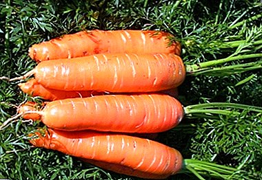 Детален опис и карактеристики на одгледување на моркови сорта Абако