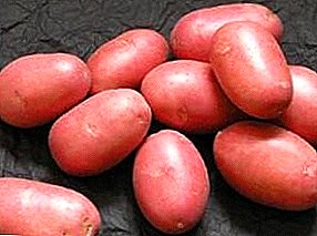 Katerangan wincikan kentang "Kahayang" - asal na, katerangan jinis sareng poto visual