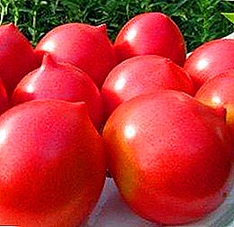Pomidorun hibrid istixana növlərinin ətraflı təsviri "Rusiya qübbəsi"