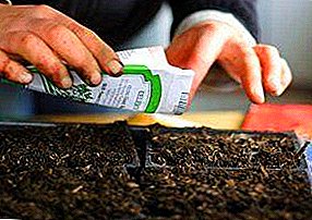 راهنمایی های مفید برای آماده سازی دانه های بادمجان برای کاشت نهال ها، و همچنین نحوه تهیه ظرف و خاک؟ زمان فرود تقریبی