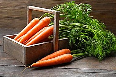 Mga kapaki-pakinabang na katangian ng carrot tops at application nito