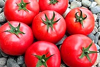Tomato defnyddiol a blasus "Dar Zavolzhya Pink" ar welyau gardd domestig