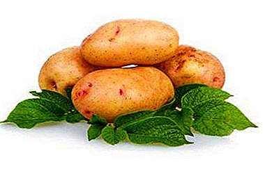 Është e dobishme të dini çdo zonjë: koha e ruajtjes së patateve