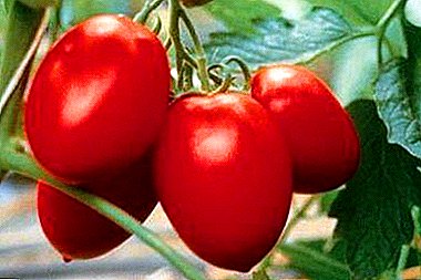 Awọn ohun ọṣọ ti o wulo: Awọn tomati "Omi ipara" rasipibẹri, ofeefee ati pupa