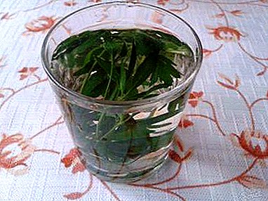 Manfaat lan gawe piala saka parsley kanggo kabeh kulawarga, uga resep-resep kanggo macem-macem kesempatan