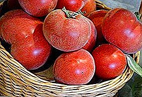 Tomato me Peach i roto i te kotahi pounamu! Whakaahuatanga o nga kohinga o te tōmato: kōwhai, whero me te māwhero F1