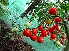 Tomato tomato: faʻapefea ona totoina ituaiga sili ona lelei i totonu o le kiona?