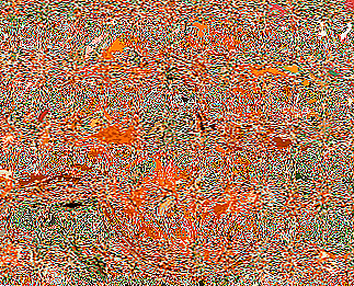 ರಷ್ಯಾದ ಒಕ್ಕೂಟದ ಪ್ರದೇಶದಾದ್ಯಂತ ಬೆಳೆಯಬಹುದಾದ ಟೊಮ್ಯಾಟೊ - ವೈವಿಧ್ಯಮಯ "ಬುಲ್ಸ್ ಹಾರ್ಟ್ ಕಿತ್ತಳೆ"