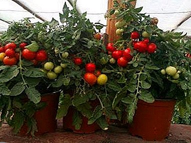 Tomat di balkonna: léngkah-léngkah léngkah-léngkah cara tumuwuh jeung miara tomat di bumi