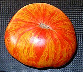 Өзгөчө түс менен помидор, Америка Кошмо Штаттарынын келип чыккан, - "Сулуулуктун Падышасы", - помидор сортторду баяндоо