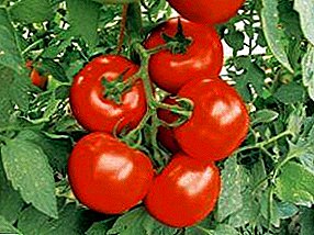 Tomatoes in CONSERVATORIUM polycarbonate: plantationis sementem exemplar longe solo praeparatio plantabant plantationibus et etate Photos