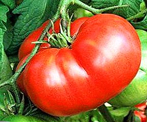 Popular tomato na akwa uto - Tomato Bread-giving: nkọwa nke ụdị, àgwà, foto