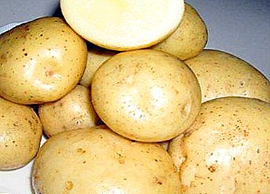 Pataca popular "Sante": descrición da variedade, gusto, fotos, características