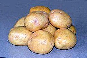 Popularibus varietas: Potatoes 'Carmina Burana' descriptio: features, photos
