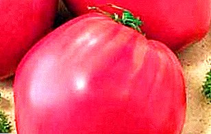 Unha variedade popular de reprodución rusa é o Tomate de Fátima: descrición, características, foto