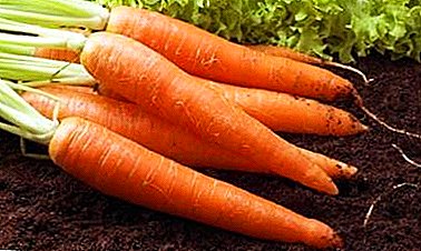 Ib tug nrov ntau yam ntawm carrots - Shantane: yam ntxwv thiab cultivation