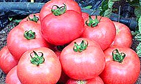 Popularan među poljoprivrednim goveđim paradajzom “Pink fleshy”, opis sorte
