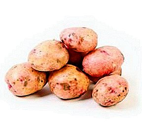 Popular, lëschteg, unproportionnéiert - Kartoffel "Zhukovsky fréi"