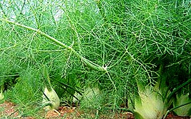 Popular bahin sa nagtubo nga fennel. Mga binhi ug seedlings breeding instructions