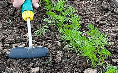 Popular sobre o cultivo de cenorias a través de mudas: os pros e contras do método, procedemento, consellos xardineiros