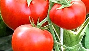 Təravətli hava şəraitində hətta məhsuldan xoşlanacaq - qar leoparı pomidoru: müxtəlifliyin təsviri