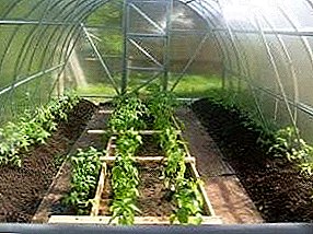 Садење бибер садници во поликарбонат стаклена градина: кога да се засади и како да се подготви?