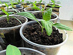 Korak po korak algoritam za uzgoj paprike: sadnja i zbrinjavanje sadnica, pravovremeno branje, ispravno stiskanje, stvrdnjavanje i sadnja u otvorenom tlu