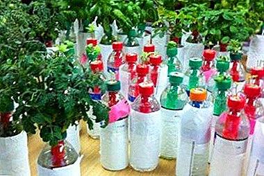बाल्कनी वर प्लास्टिक बाटल्यांमध्ये टोमॅटो वाढवण्यासाठी व्यावहारिक शिफारसी
