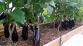Praktis tips carane kanggo tuwuh eggplants ing Siberia? Instruksi langkah-langkah ing milih macem-macem kanggo tanduran lan ngrawat bibit ing kolom mbukak