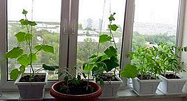 یک راهنمای عملی در مورد نحوه رشد خوب گوجه فرنگی و خیار در یک آپارتمان در بالکن