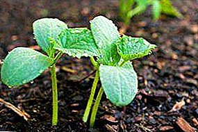 Règ pou swen nan plant konkonb apre jèminasyon: etap-pa-etap enstriksyon pou awozaj, manje, pense, davwa, redi ak transplantasyon.