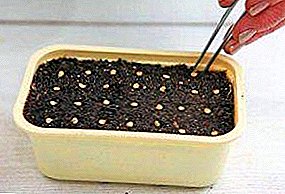 Usta plantado de pipro por plantidoj: kiam semi, kiel elekti kaj malakcepti semojn, konsiletojn pri plantado de skemoj, prizorgi junajn ŝosojn