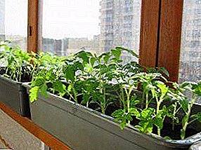 کشت مناسب فلفل از دانه در خانه: نحوه انتخاب دانه و رشد نهال در پنجره